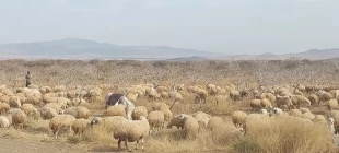 بازدید از کشت و  صنعت فدک توسط اساتید  آموزشکده ملی مهارت شهریار 5